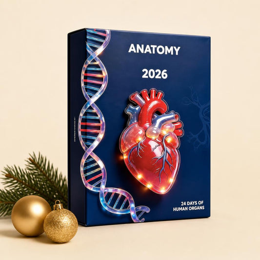 Calendario de Adviento Anatómico 2026: caja Anatomy 2026